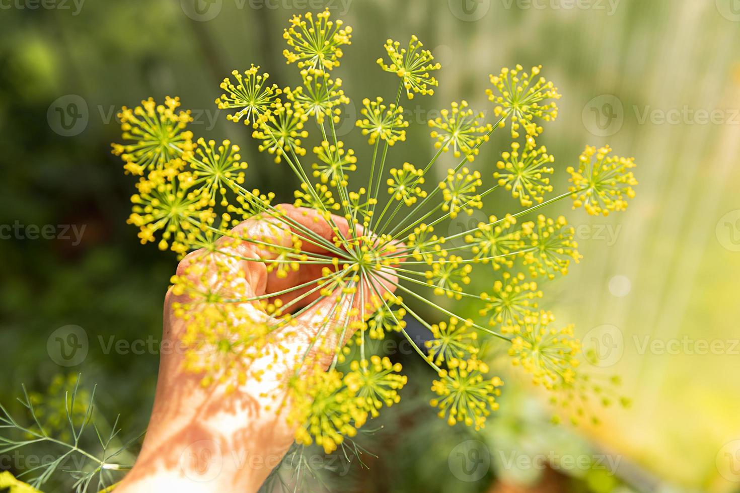 giardinaggio e agricoltura concetto. femmina azienda agricola lavoratore mano raccolta verde fresco maturo biologico aneto nel giardino letto. eco salutare biologico casa cresciuto cibo produzione. donna contadino raccolta fragrante erba. foto