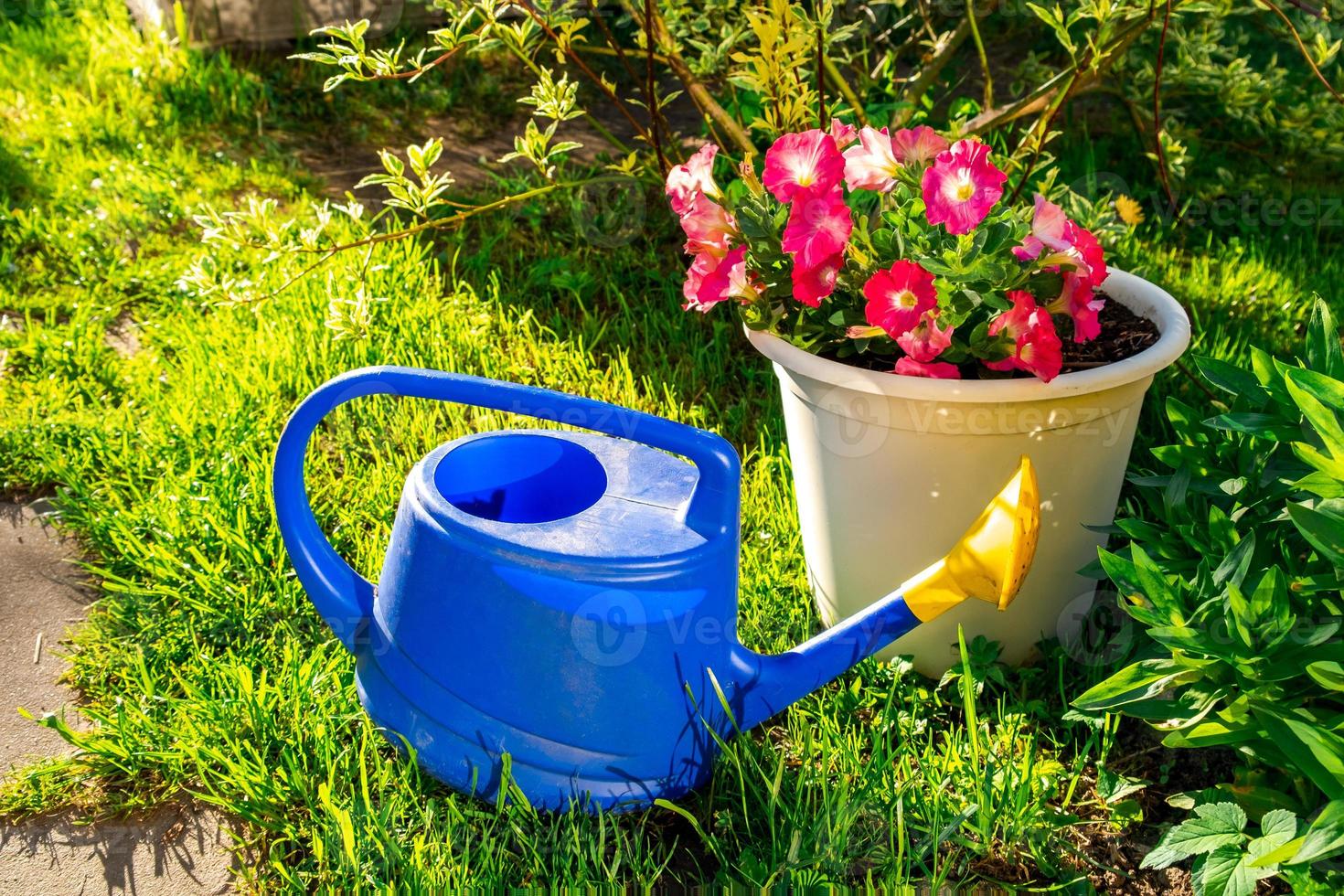 strumenti da giardinaggio. annaffiatoio in plastica blu per piante di irrigazione poste in giardino con fiori su aiuola e vaso di fiori. concetto di hobby di giardinaggio. foto