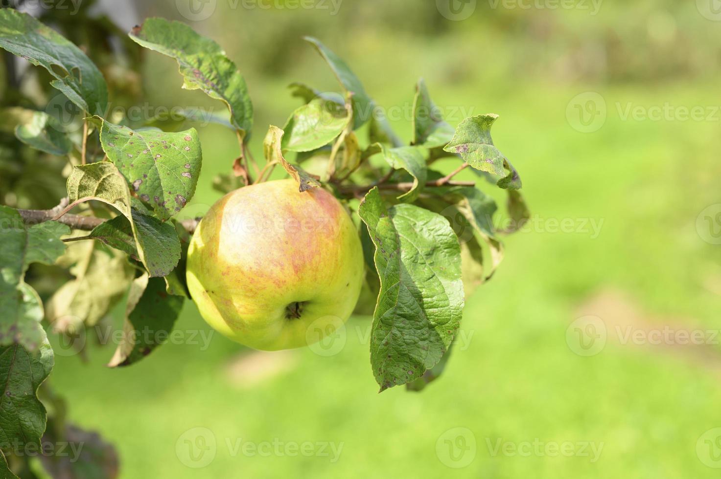 mele su un ramo di un albero di mele in giardino sullo sfondo del cielo foto