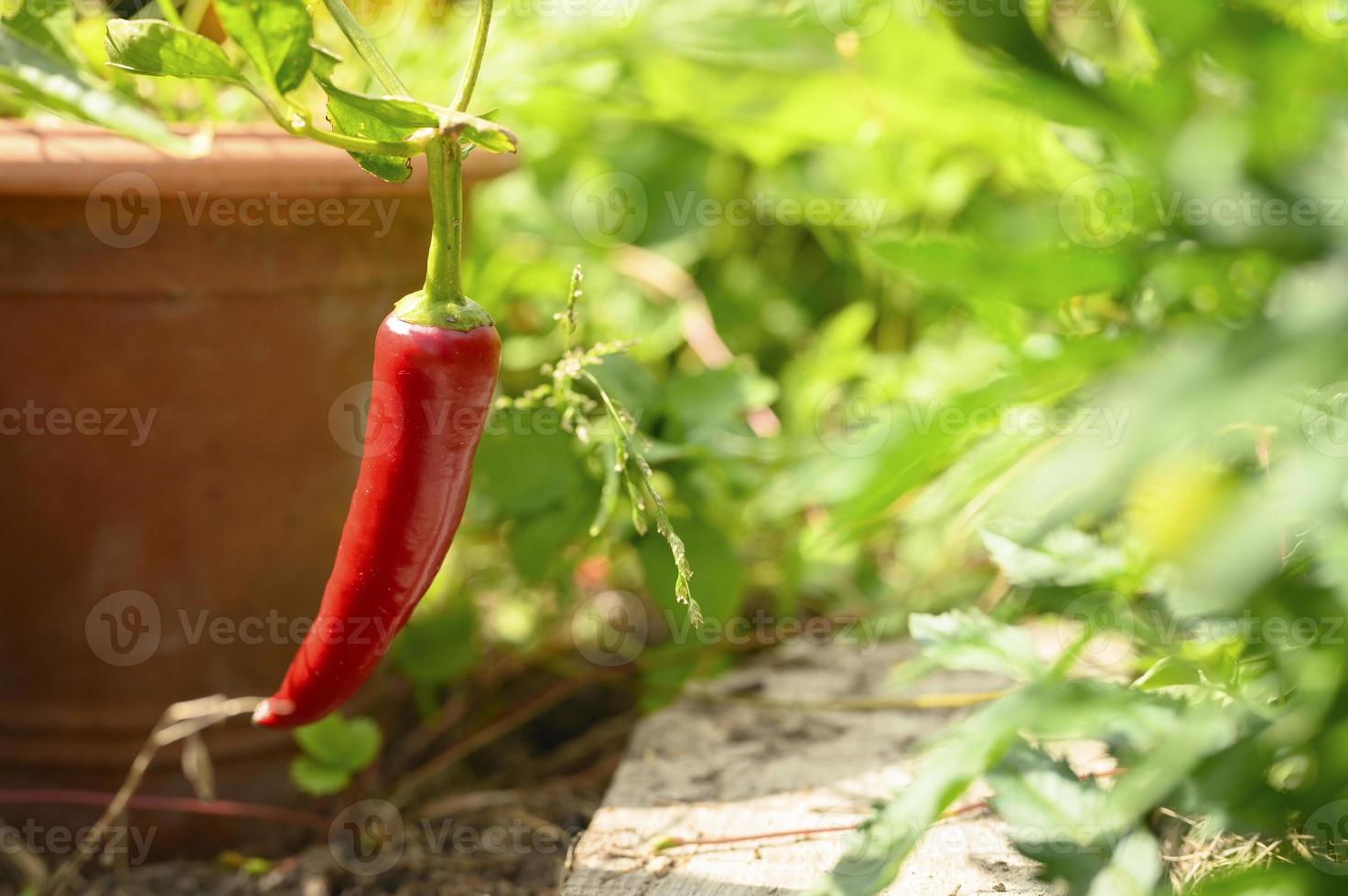 peperoncino rosso caldo in vaso di fiori foto