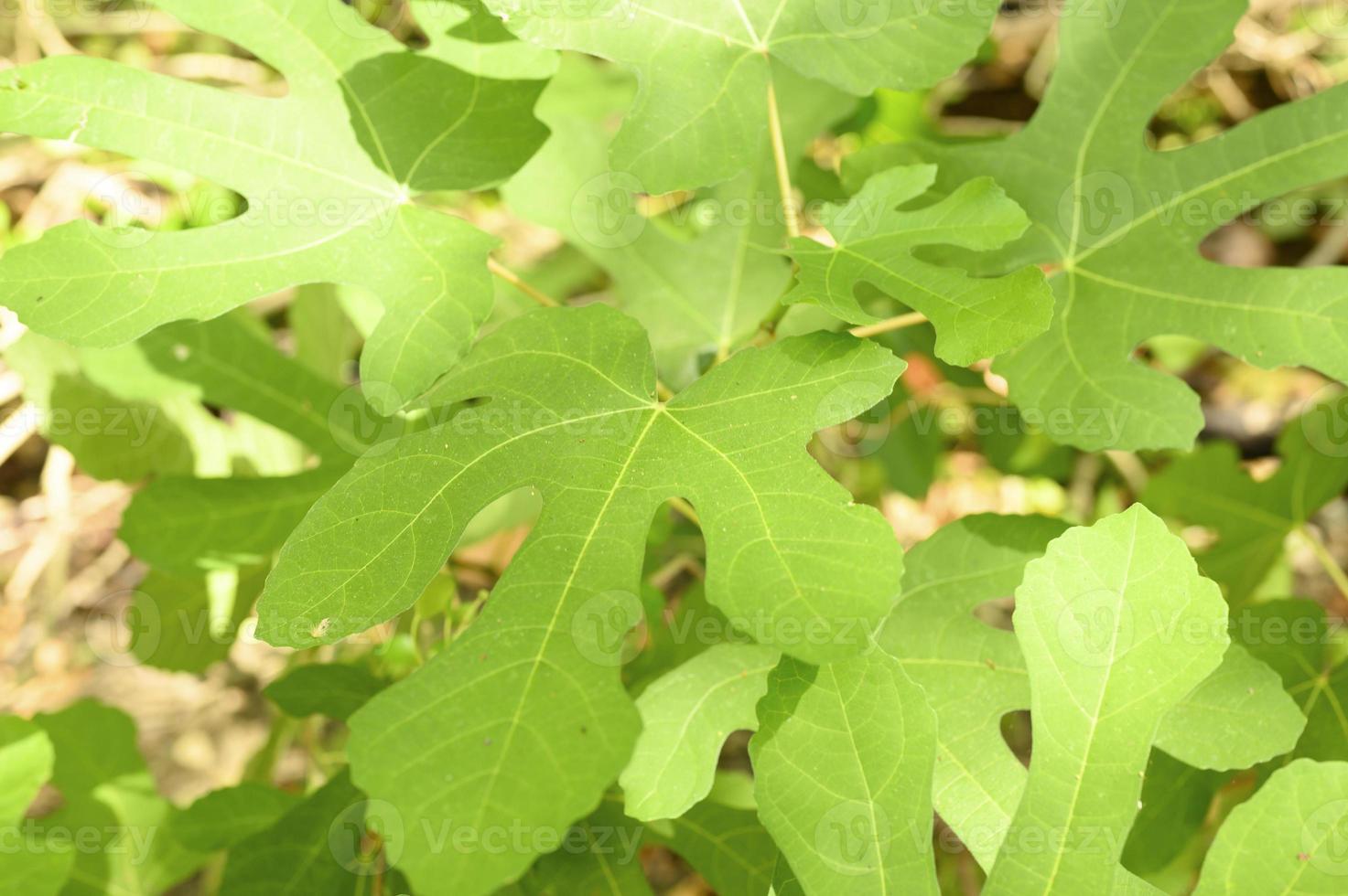 foglie di fico selvatico verde nella foresta pluviale con raggi di sole foto