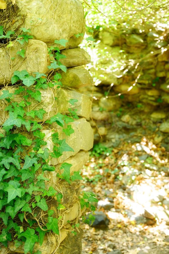 edera su un vecchio muro di pietra in estate in una giornata di sole foto