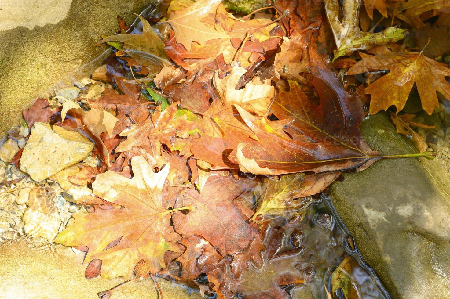 mucchio di foglie di acero autunno cadute bagnate in acqua e rocce foto