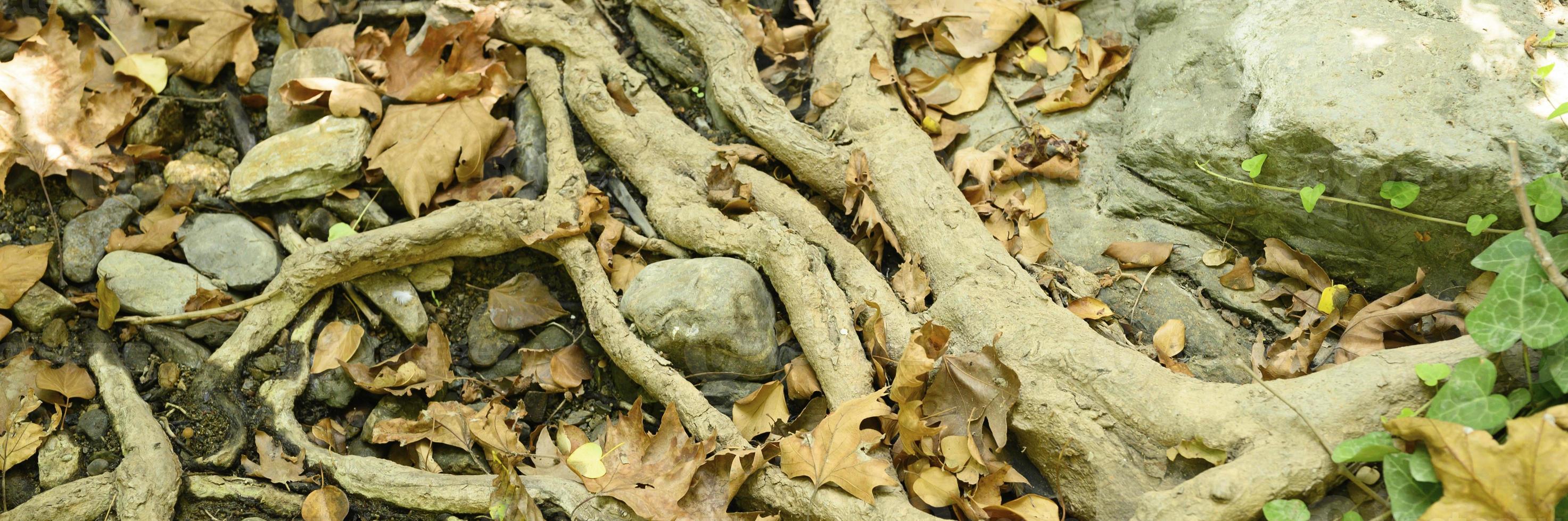 radici nude degli alberi che sporgono dal terreno in scogliere rocciose e foglie cadute in autunno foto