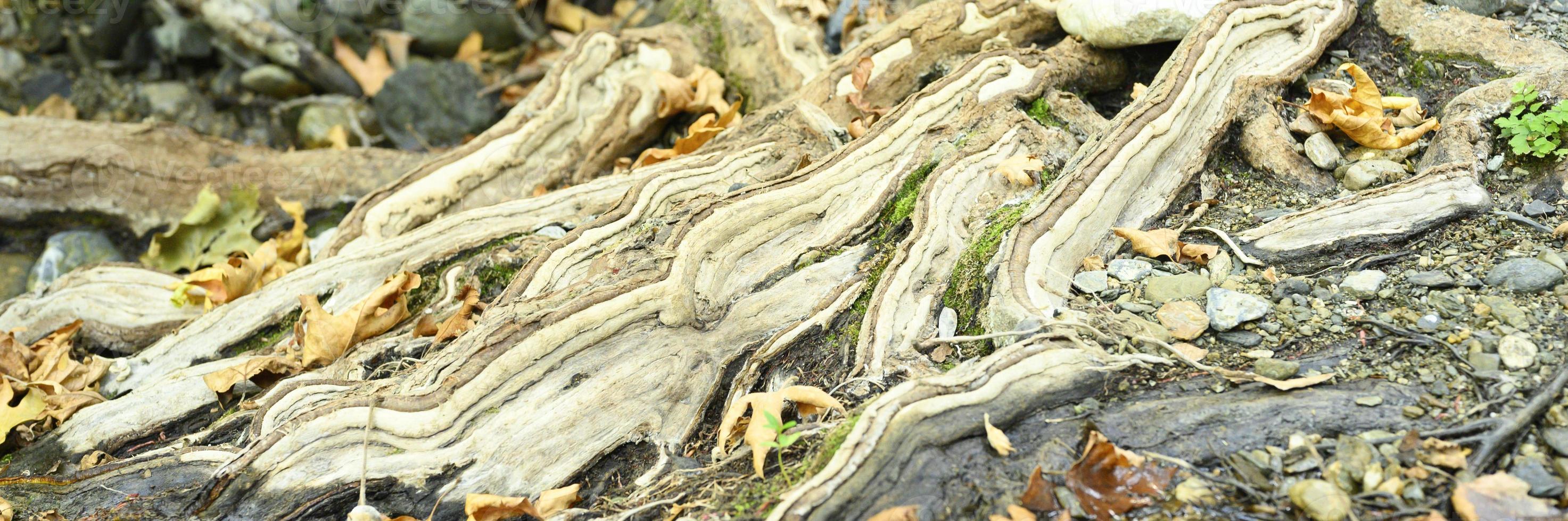 radici nude di alberi che crescono in scogliere rocciose tra pietre e acqua in autunno foto