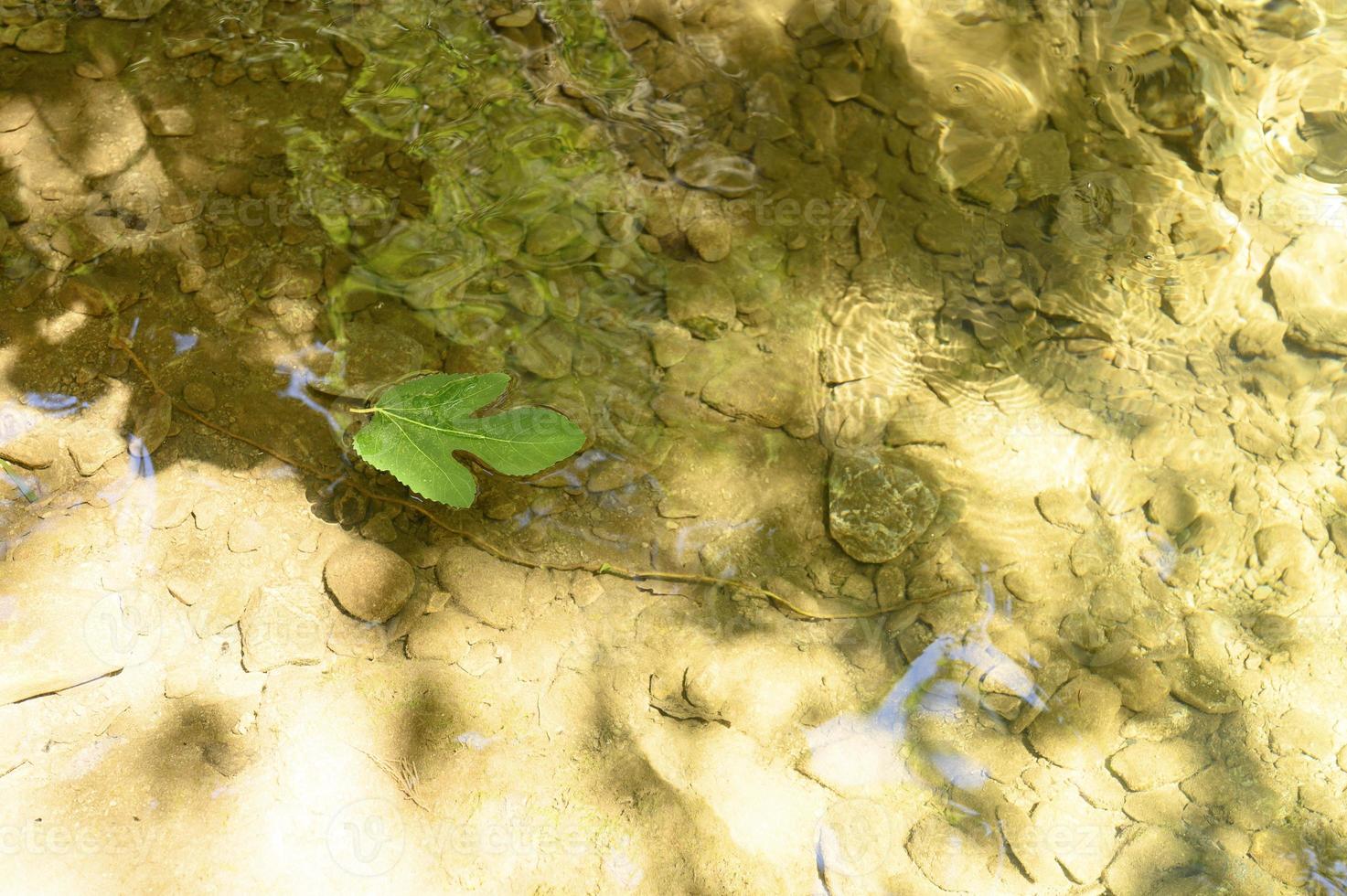 una foglia verde caduta di un fico selvatico galleggia nell'acqua foto