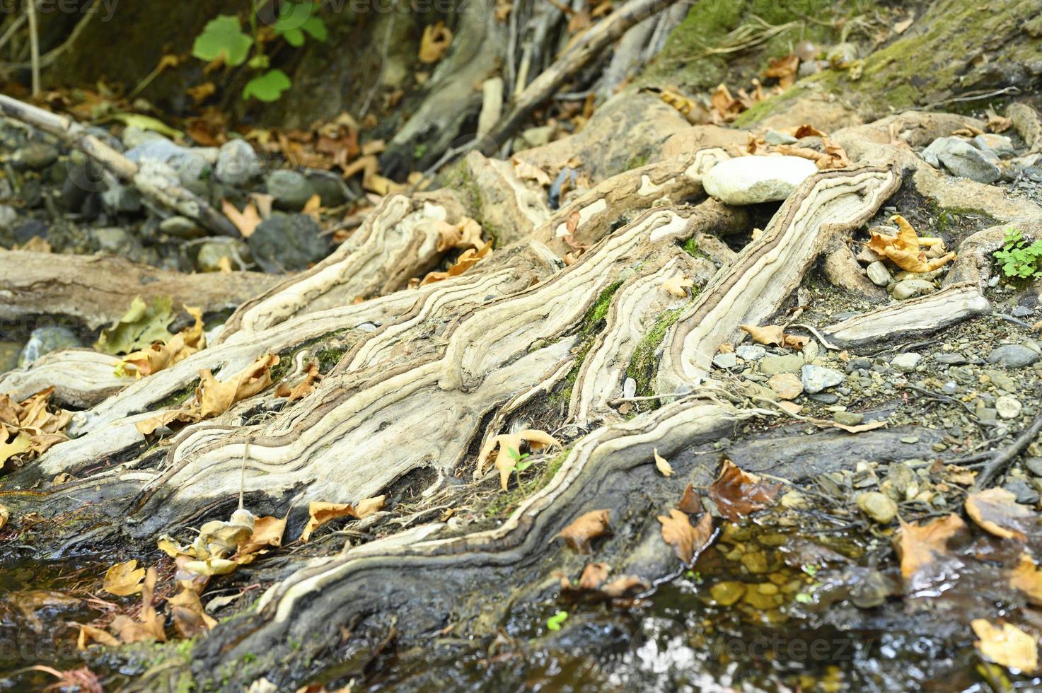 radici nude di alberi che crescono in scogliere rocciose tra pietre e acqua in autunno foto