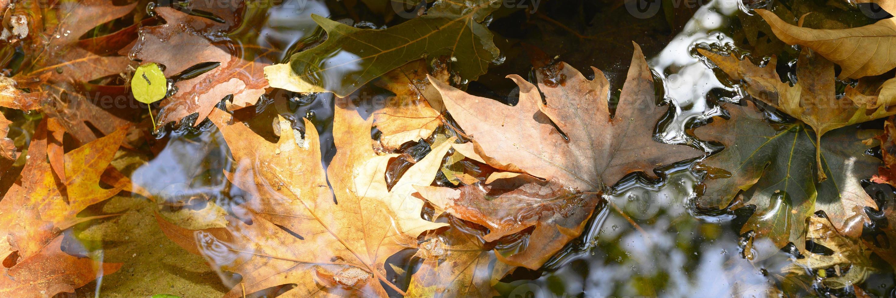 mucchio di foglie di acero autunno cadute bagnate in acqua e rocce foto