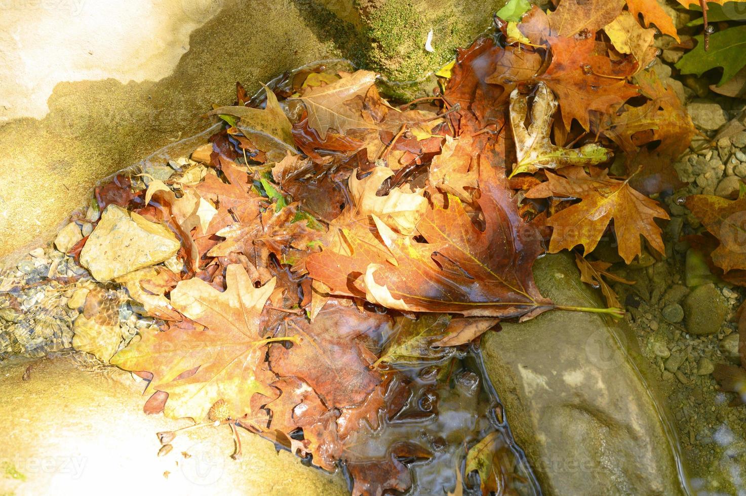 mucchio di foglie di acero autunno cadute bagnate in acqua e rocce foto