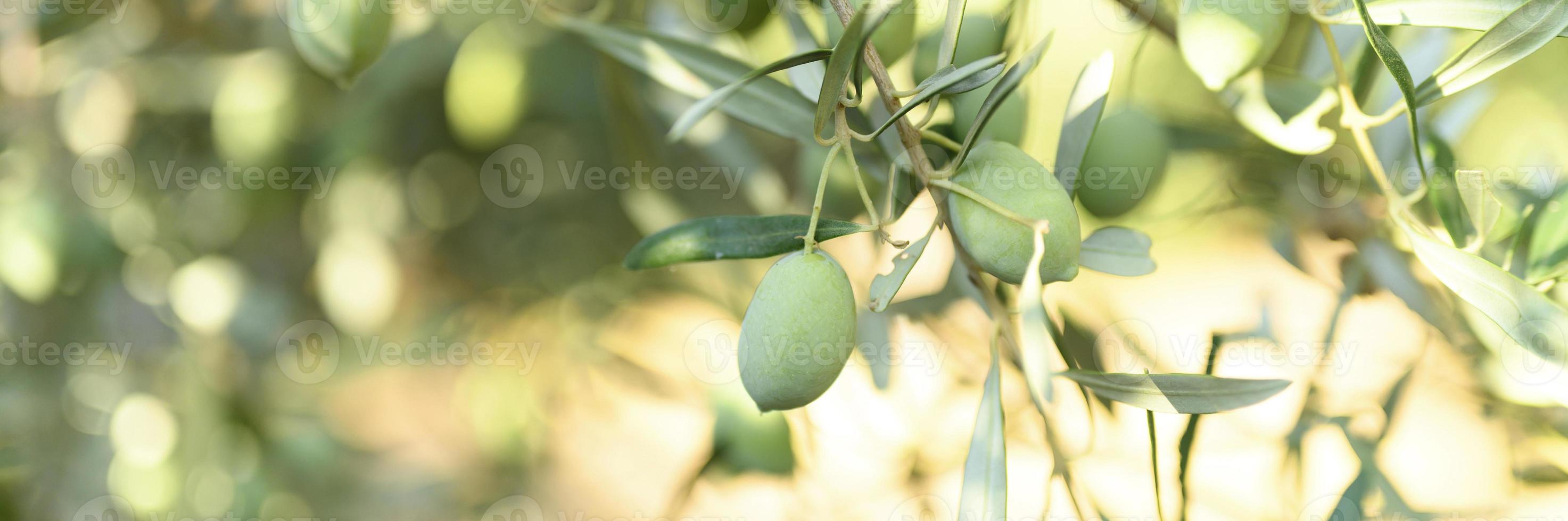 olive verdi che crescono su un ramo di ulivo in giardino foto