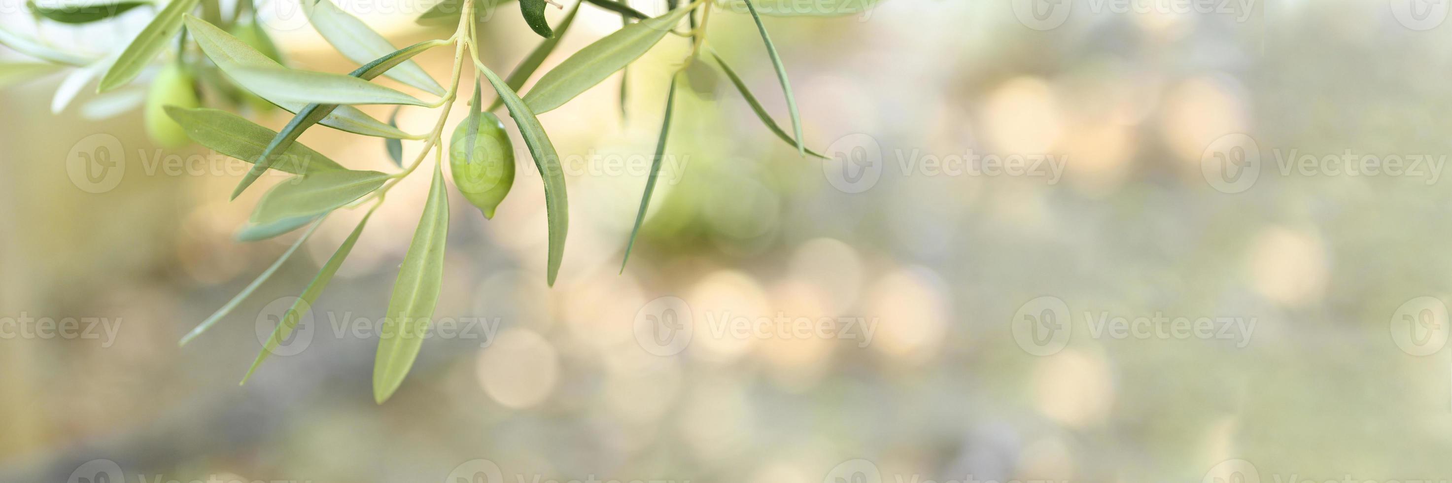 olive verdi che crescono su un ramo di ulivo in giardino foto