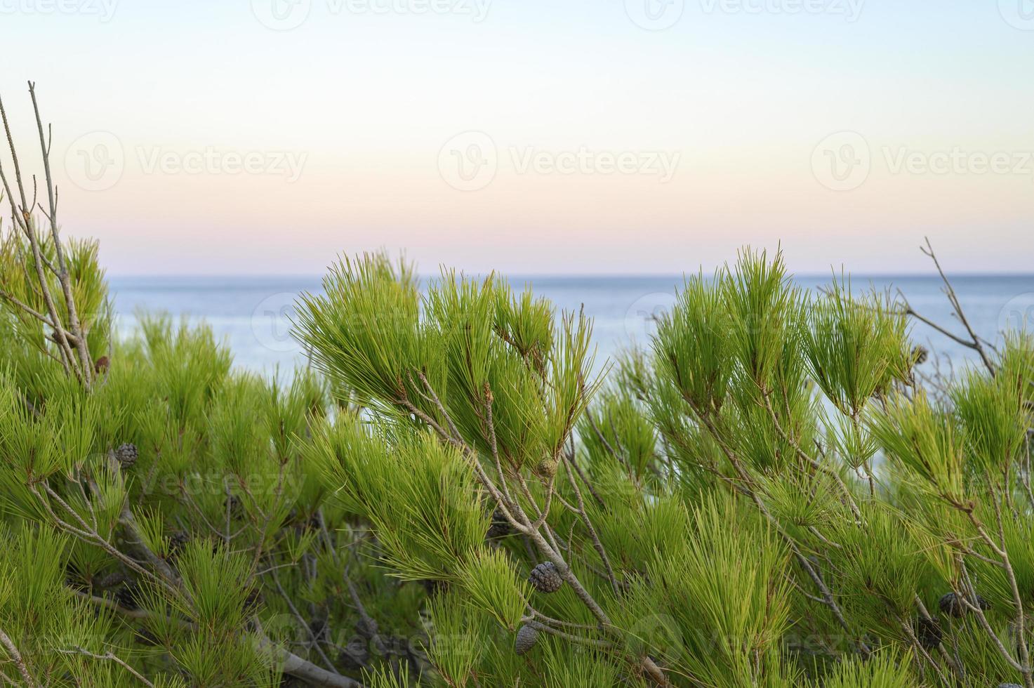 rami di un albero di pino e un orizzonte sfocato del paesaggio marino al tramonto foto