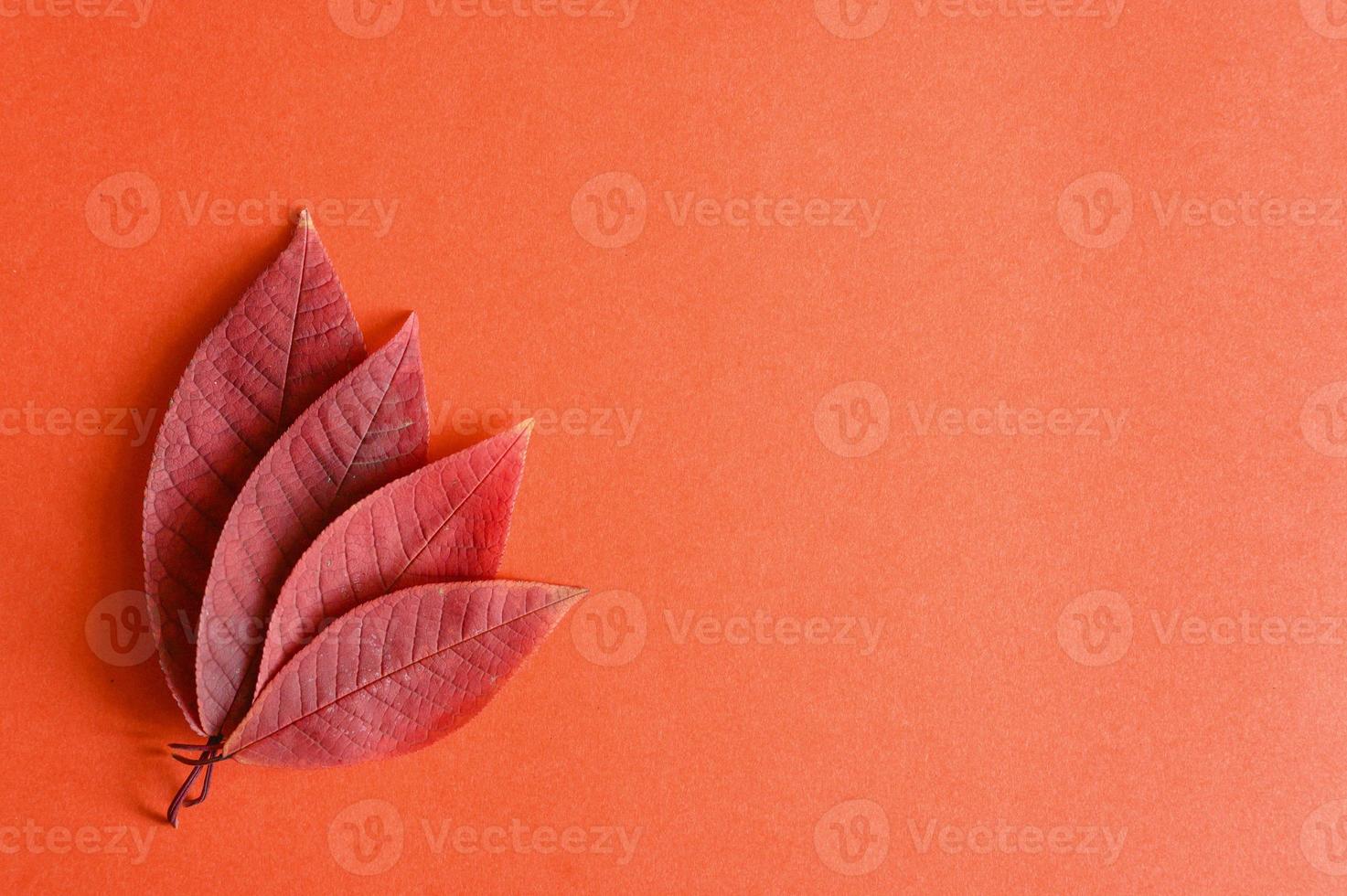 rosso autunno ciliegia foglie cadute su uno sfondo di carta rossa foto