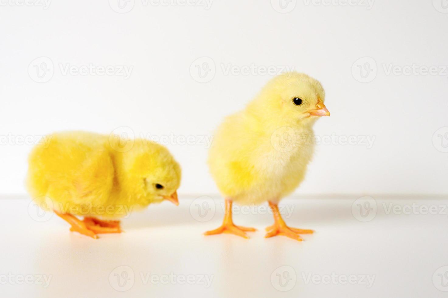 due simpatici pulcini giallo neonato minuscolo su sfondo bianco foto