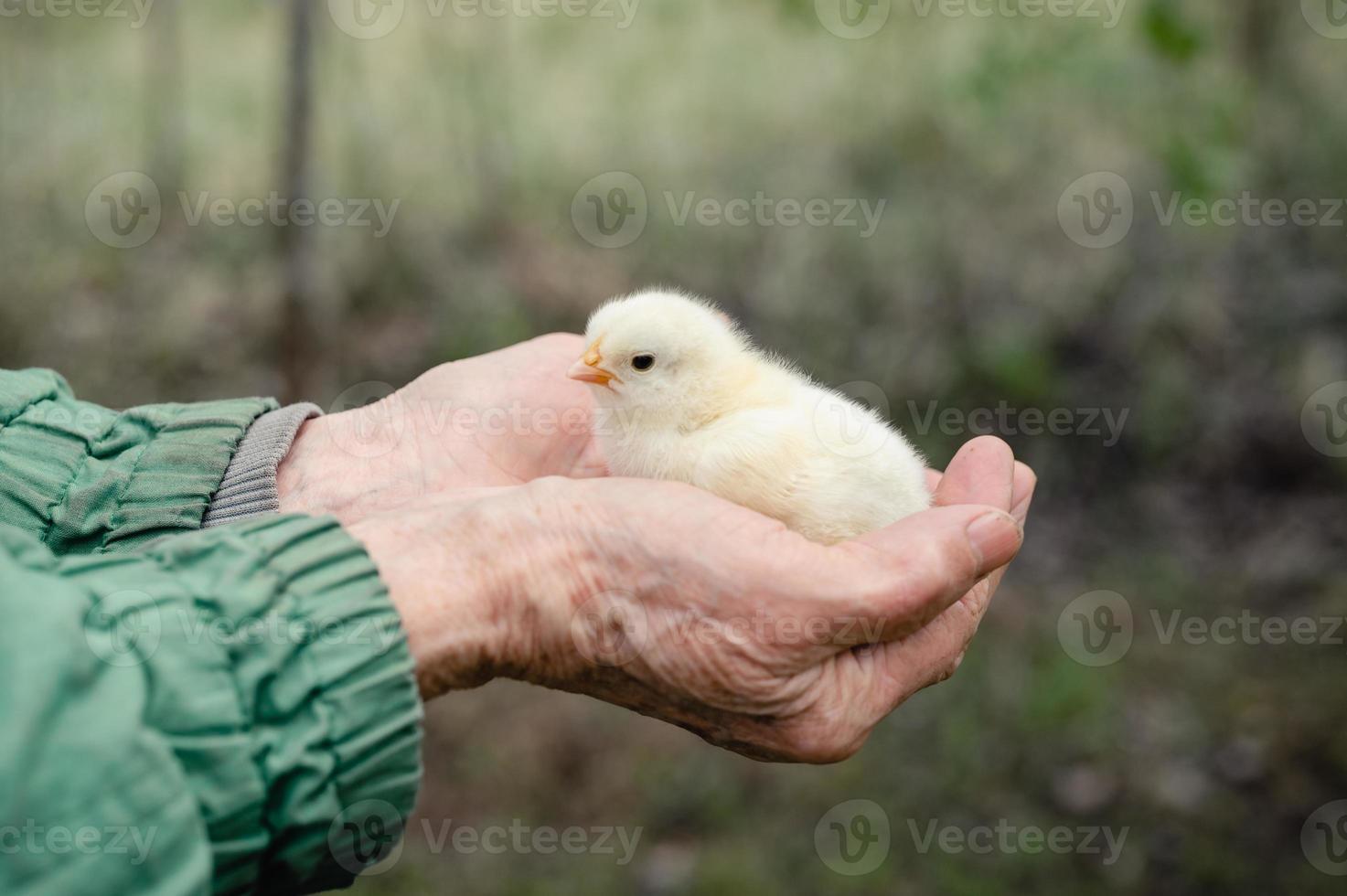 carino piccolo minuscolo neonato giallo pulcino nelle mani di anziana donna senior agricoltore sullo sfondo della natura foto