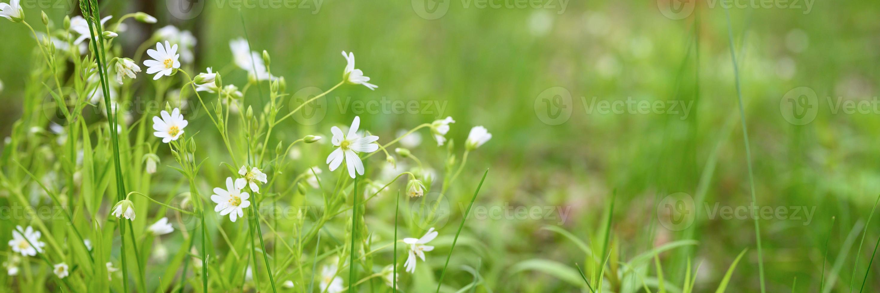 fiori di stellaria, piante medicinali selvatiche foto