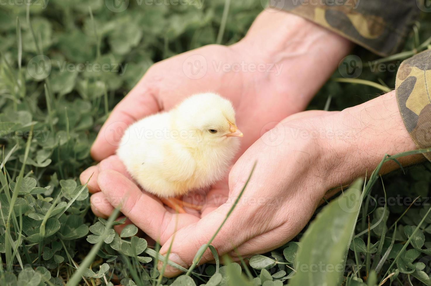 carino piccolo piccolo neonato giallo pulcino nelle mani maschili del contadino su sfondo verde erba foto