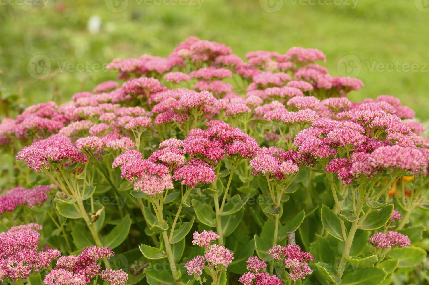 fiori che sbocciano rosa nel giardino foto