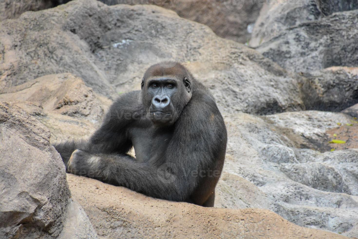 un' gorilla riposo su un' roccia foto