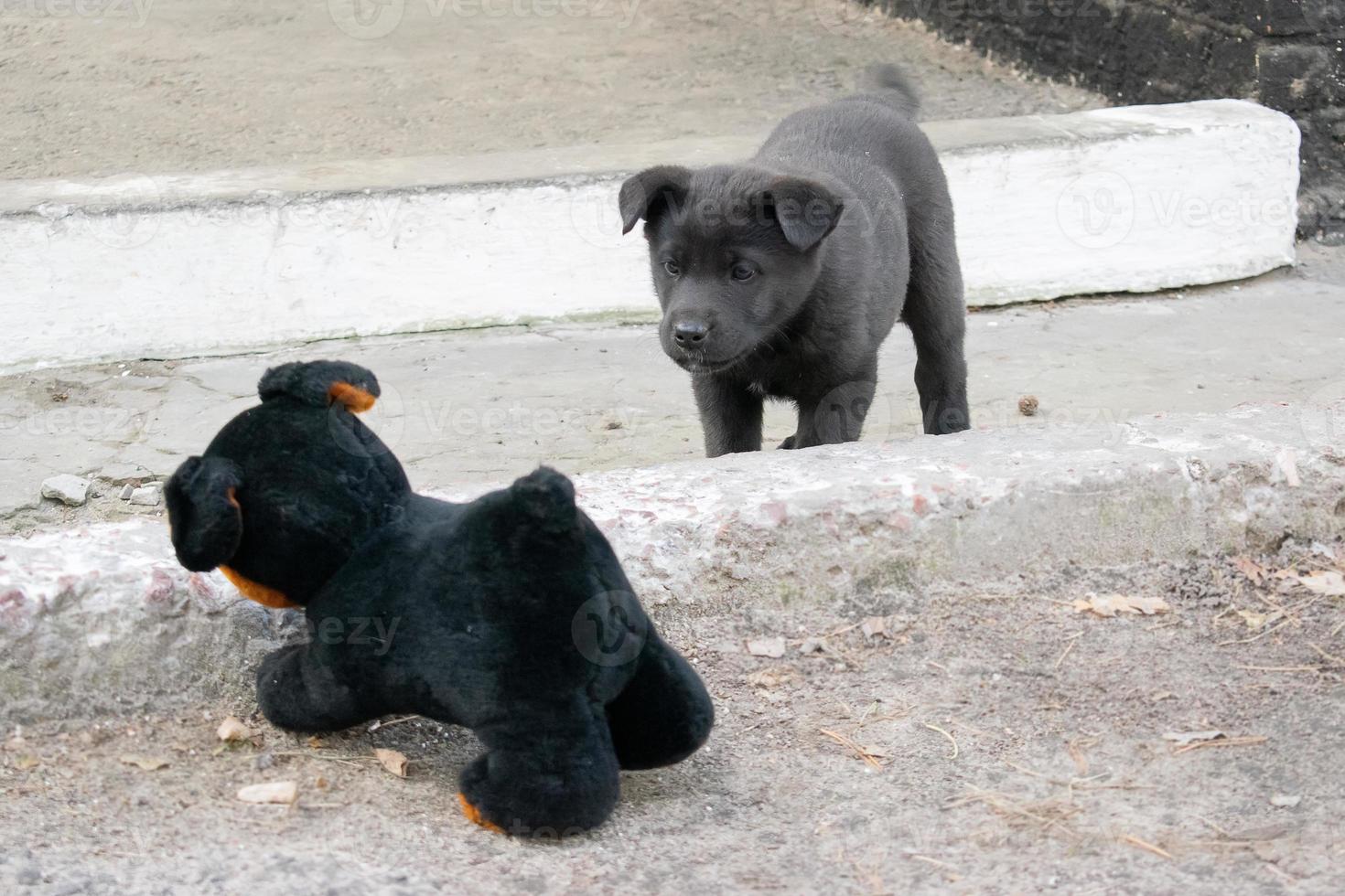 divertente strada cucciolo con un' giocattolo cane. foto