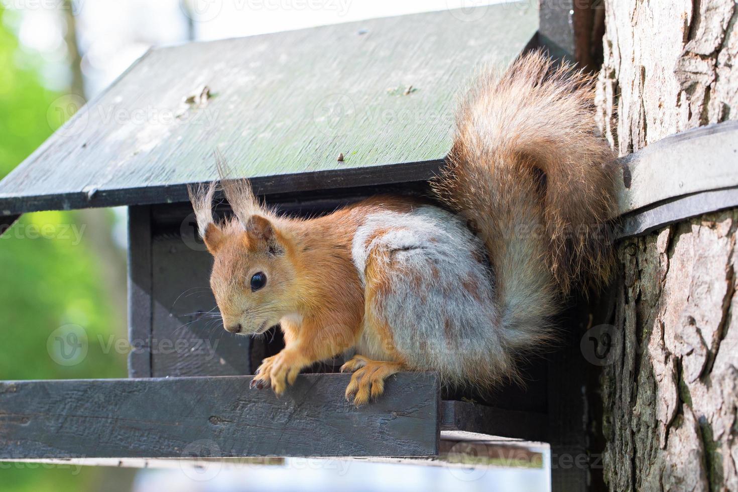 divertente poco scoiattolo si siede su un' alimentazione trogolo. un animale nel il parco. foto