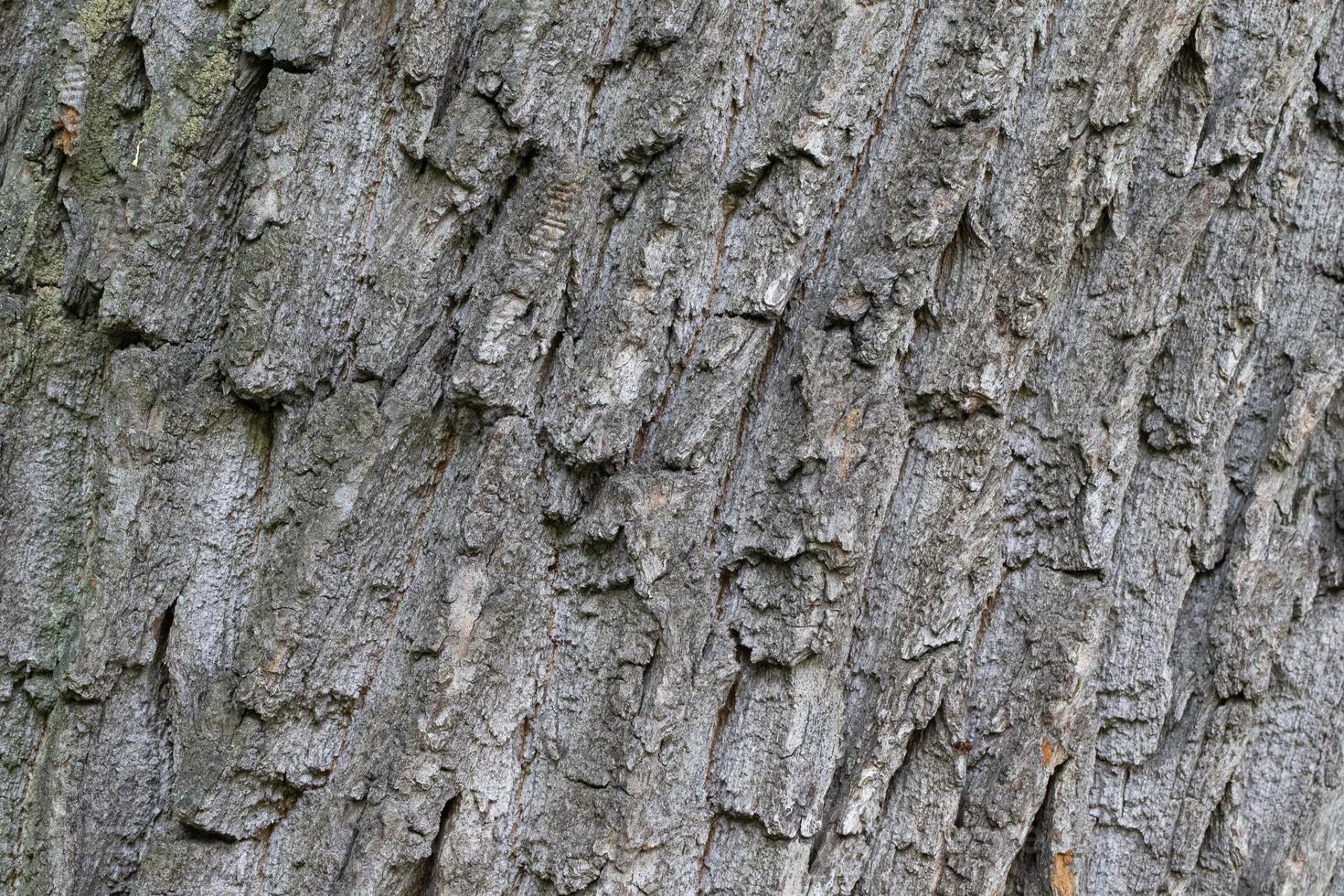 il abbaiare di un vecchio albero. il struttura di il in crescita quercia. foto