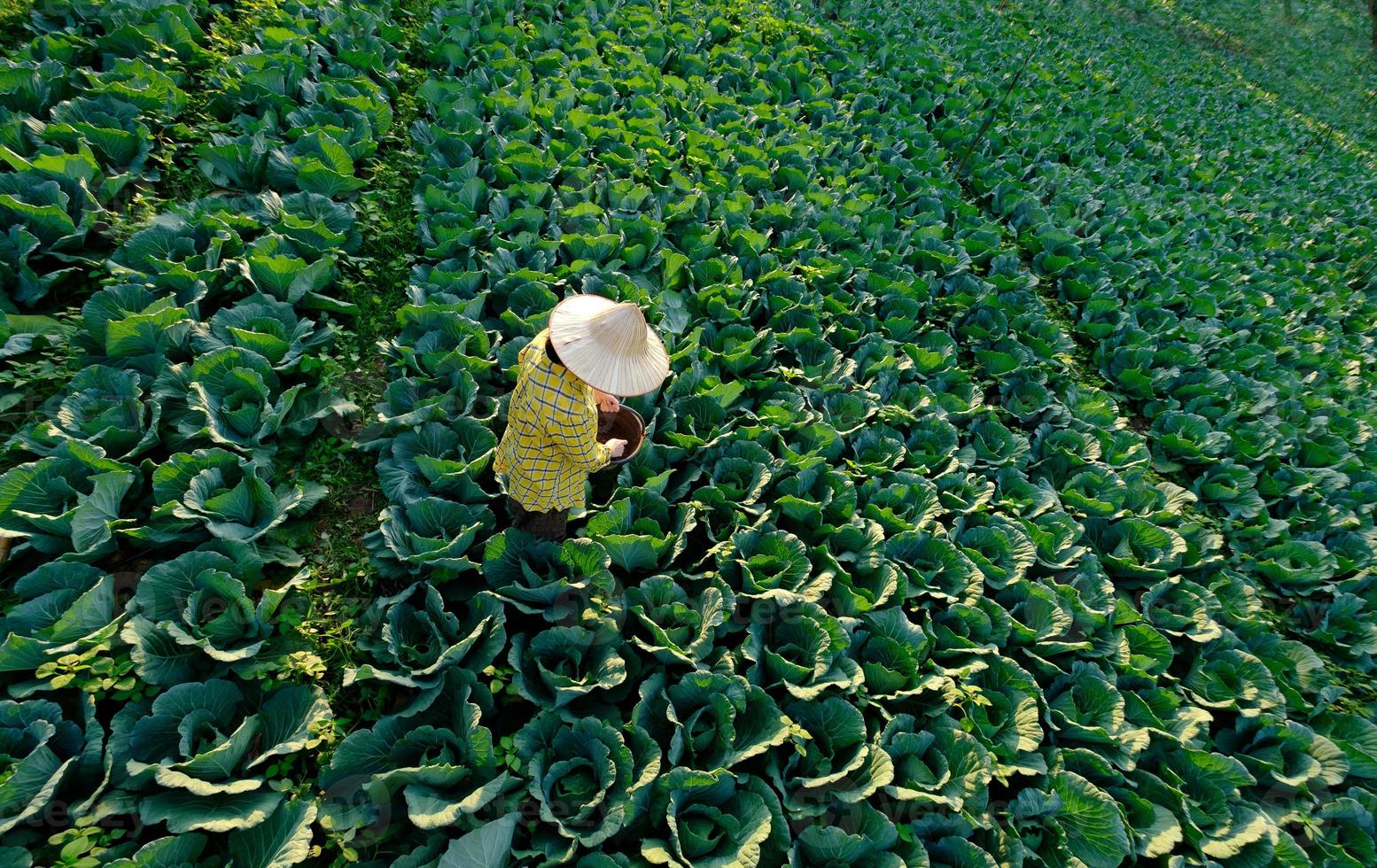 il contadino sta fertilizzando in un cappello di paglia foto