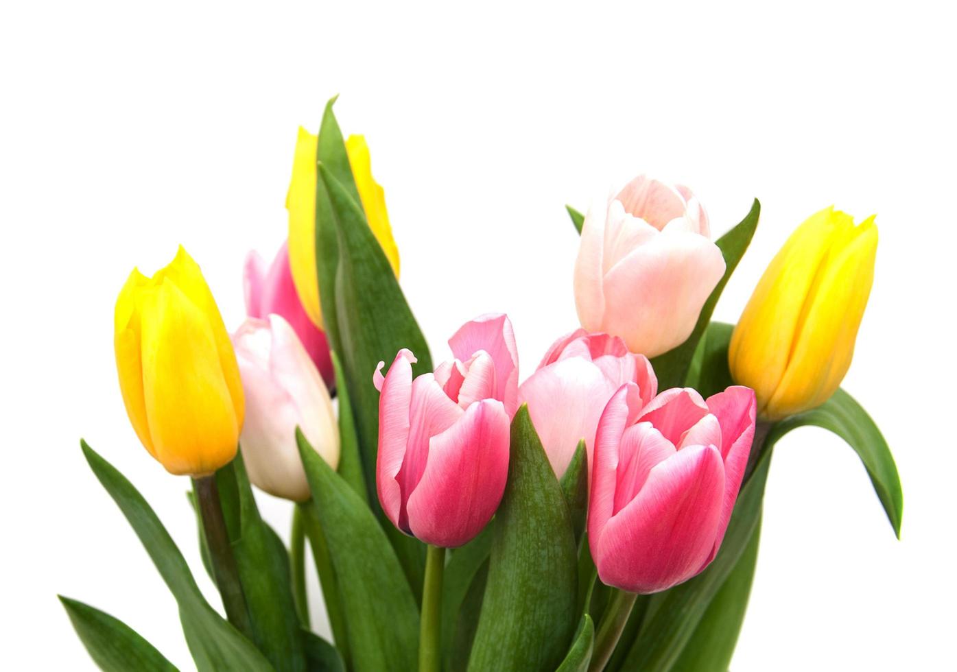 fiori di tulipano rosa e giallo su sfondo bianco foto