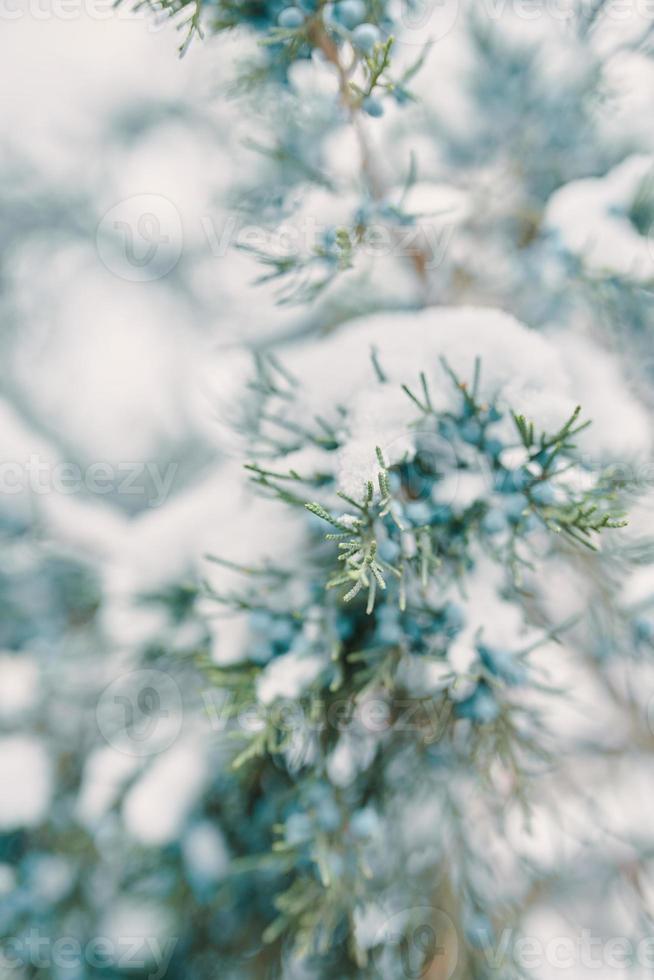 rami di pino e bacche nella neve foto