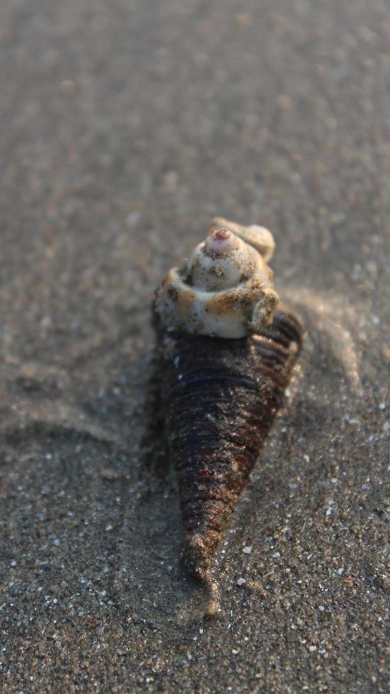 conchiglia su il spiaggia. selettivo messa a fuoco. superficiale profondità di campo. foto