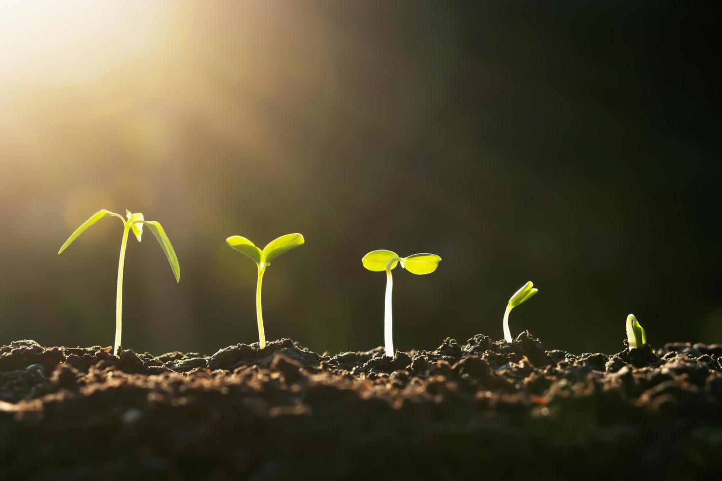 pianta crescita nel azienda agricola con tramonto sfondo. agricoltura semina in crescita passo concetto foto