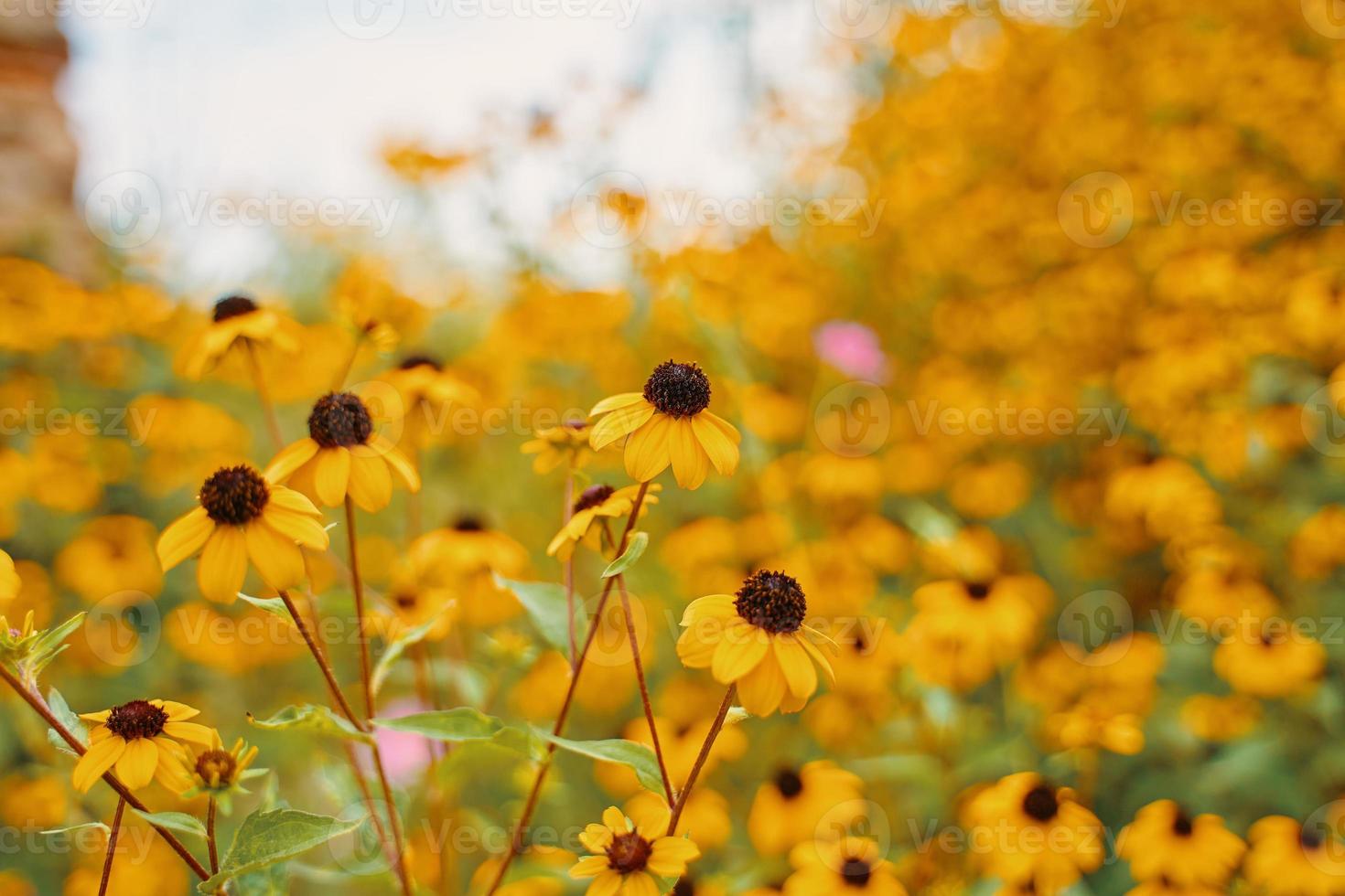 campo di susans dagli occhi neri in giornata di sole foto