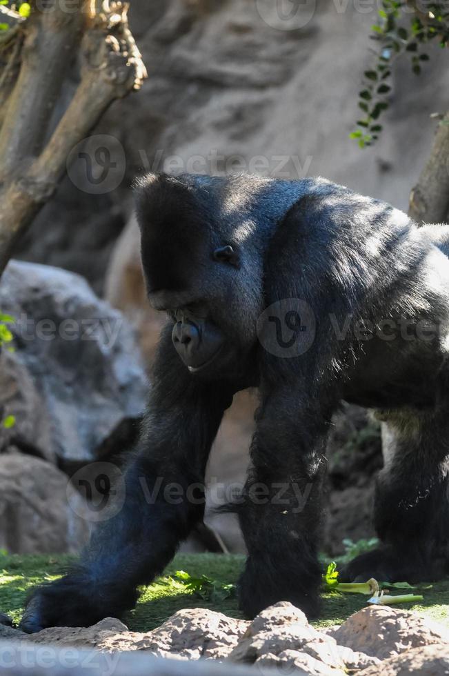 un' grande gorilla nel il natura selvaggia foto