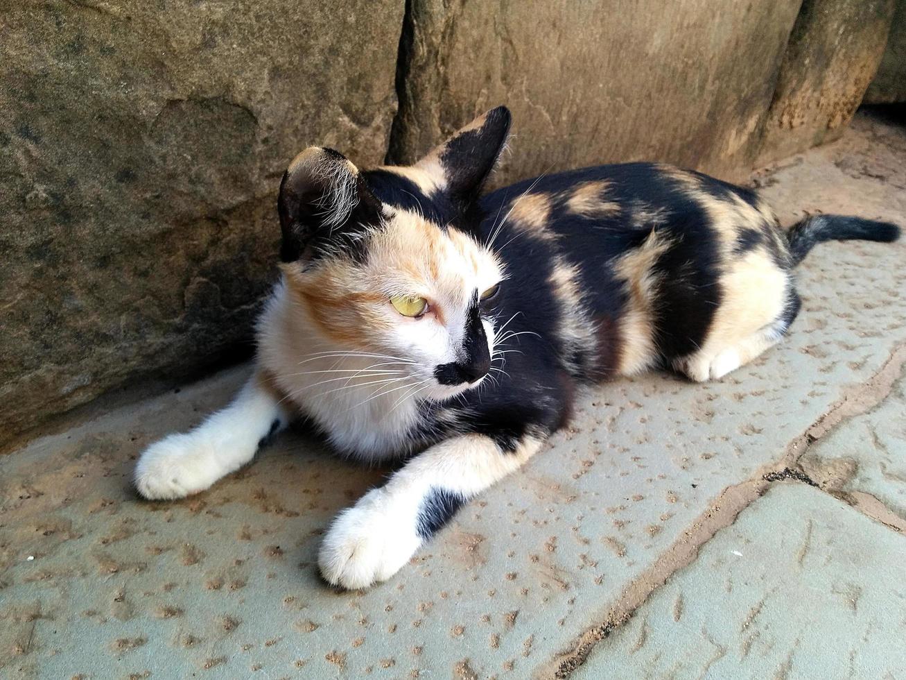 un gatto tricolore che si rilassa all'aperto foto