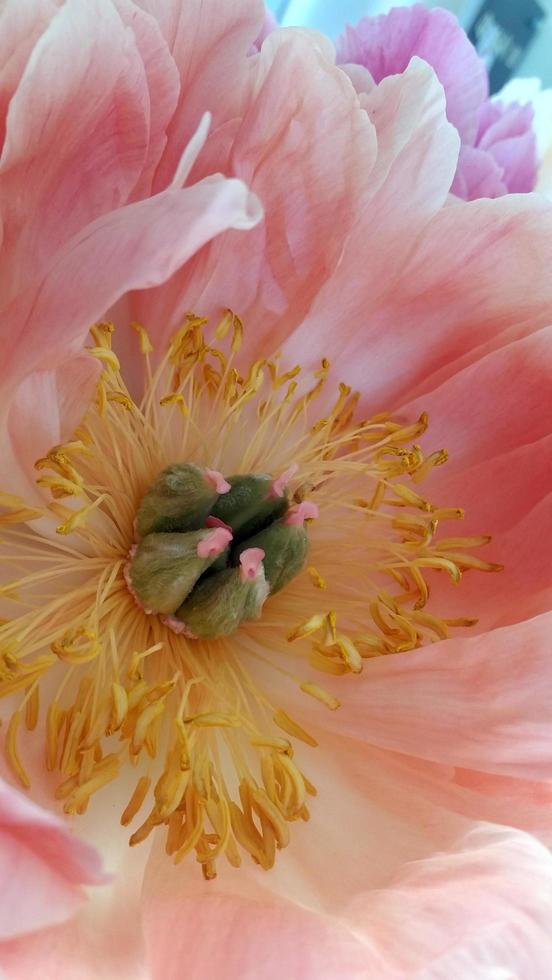 primo piano di un fiore di peonia pastello foto