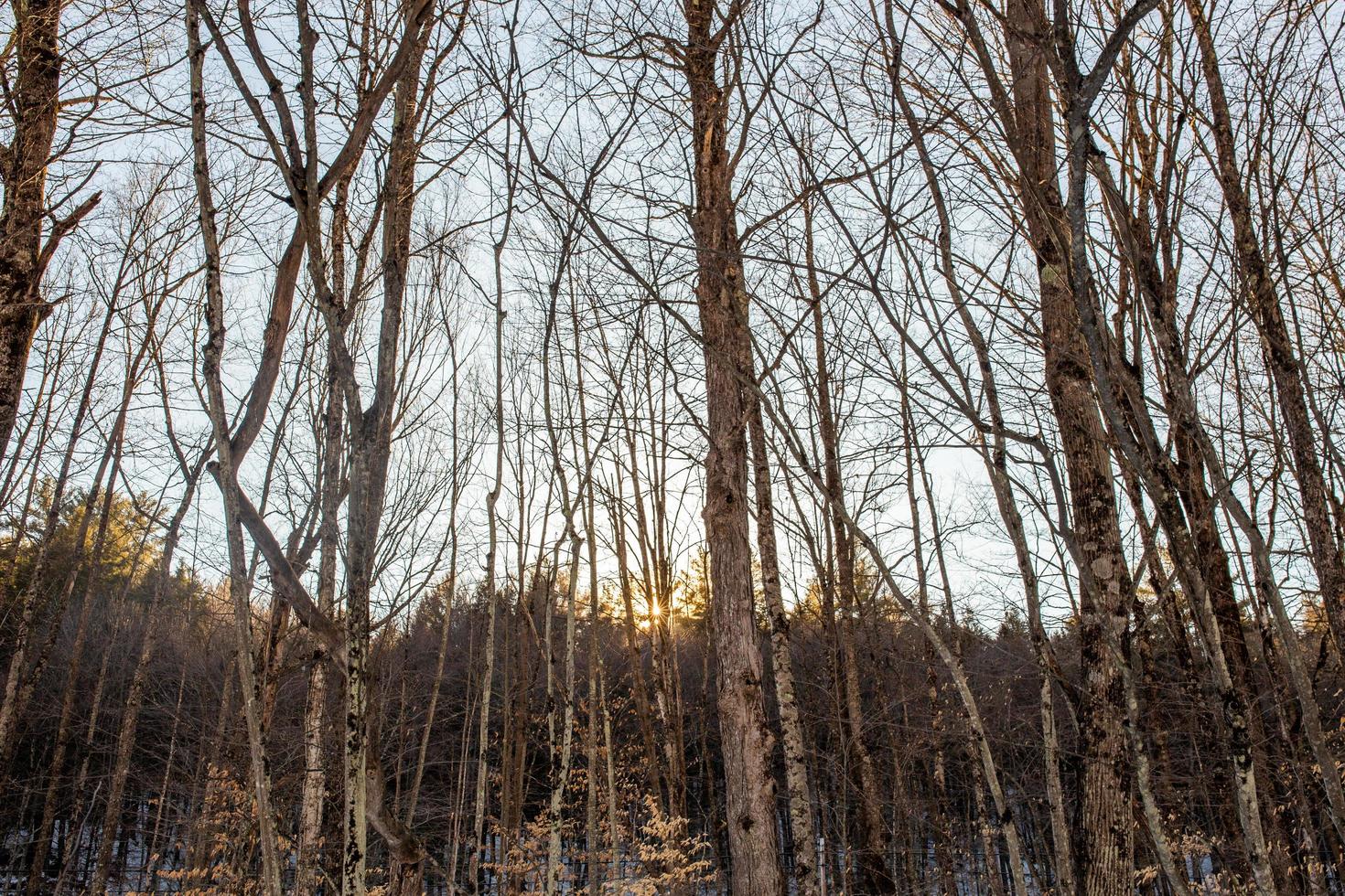 sole che tramonta dietro gli alberi in inverno foto