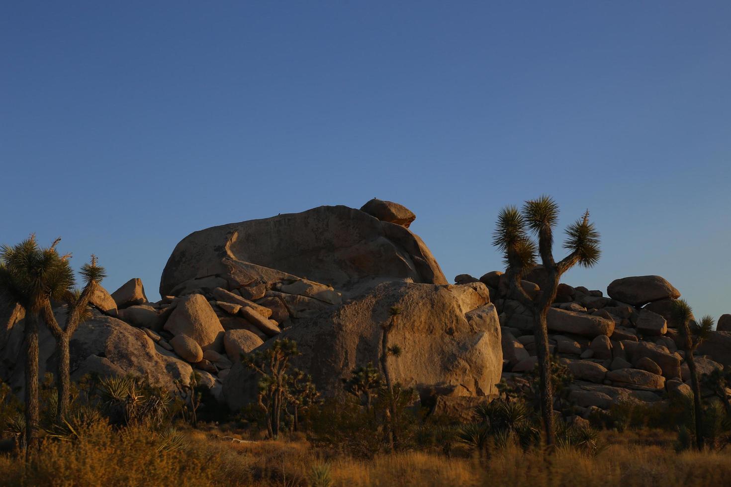 Parco nazionale di Joshua Tree foto