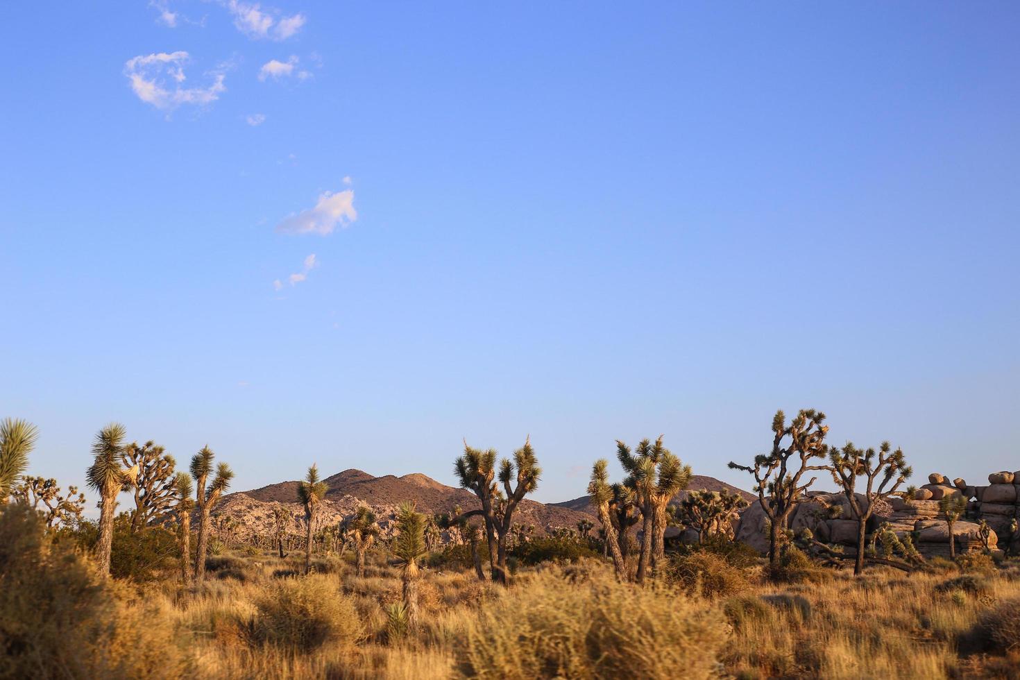 Parco nazionale di Joshua Tree foto