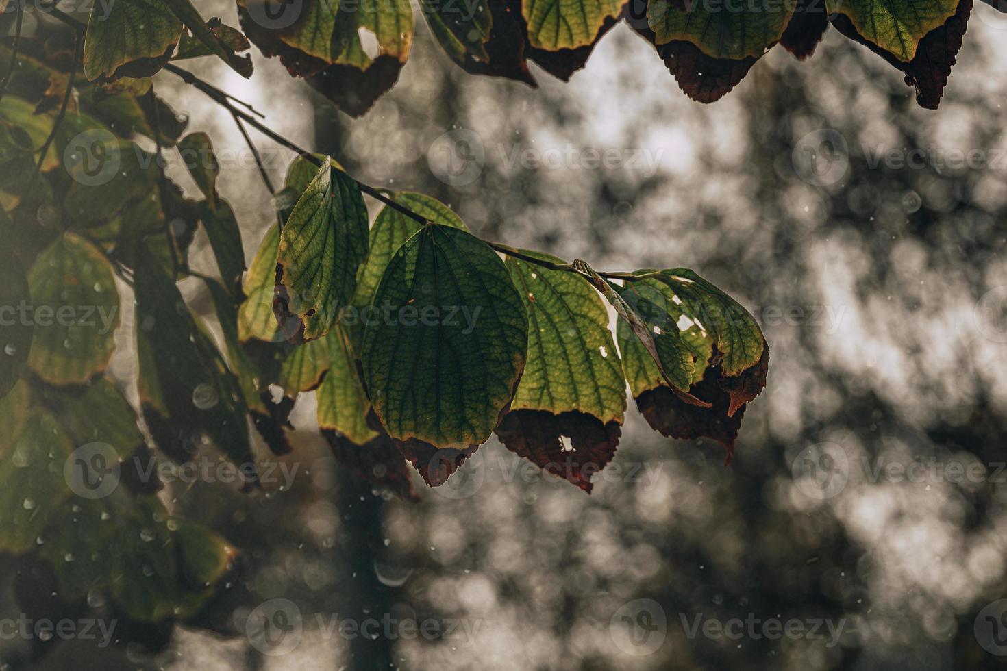 autunno oro Marrone le foglie su un' albero su un' soleggiato giorno con bokeh foto