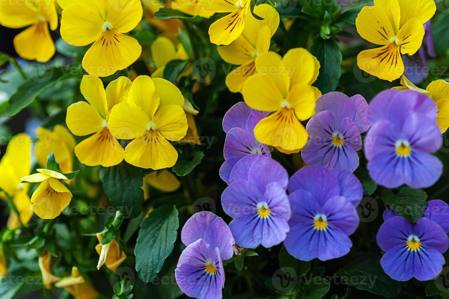 giallo e viola viola del pensiero fiori vicino su foto