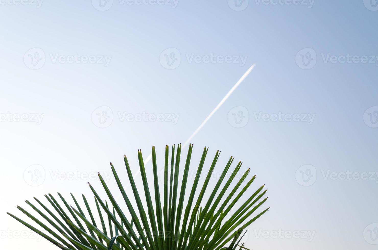 foglie di piante tropicali e scie di condensazione di aeroplani foto