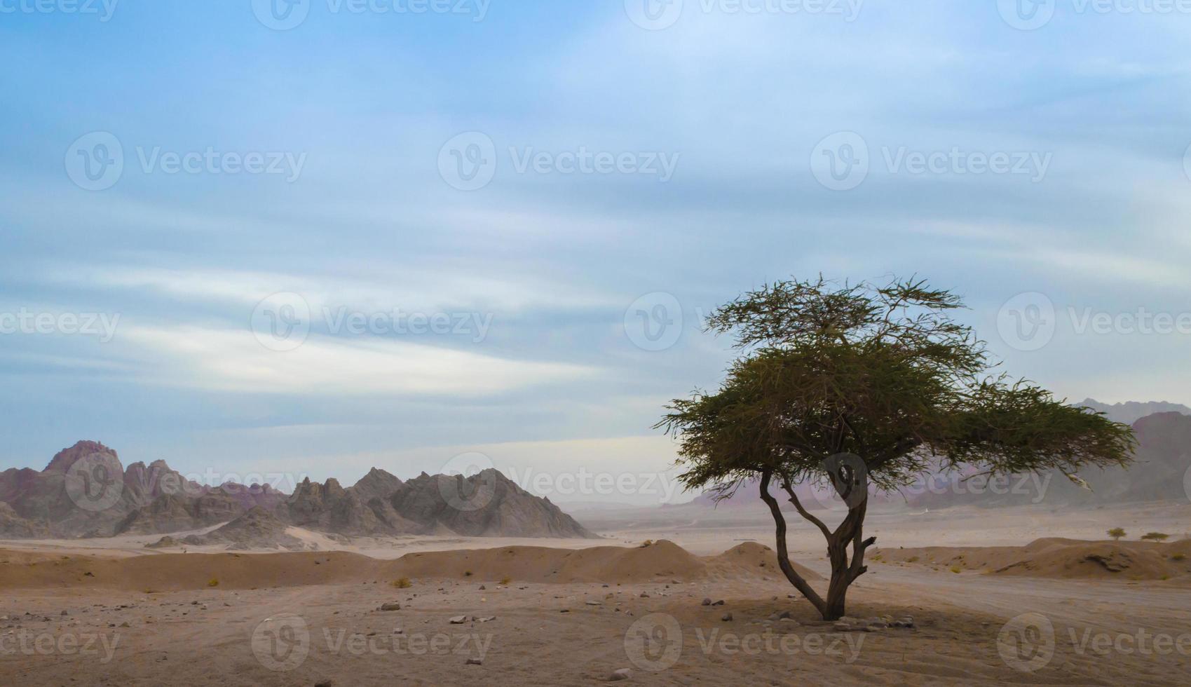 albero nel deserto foto