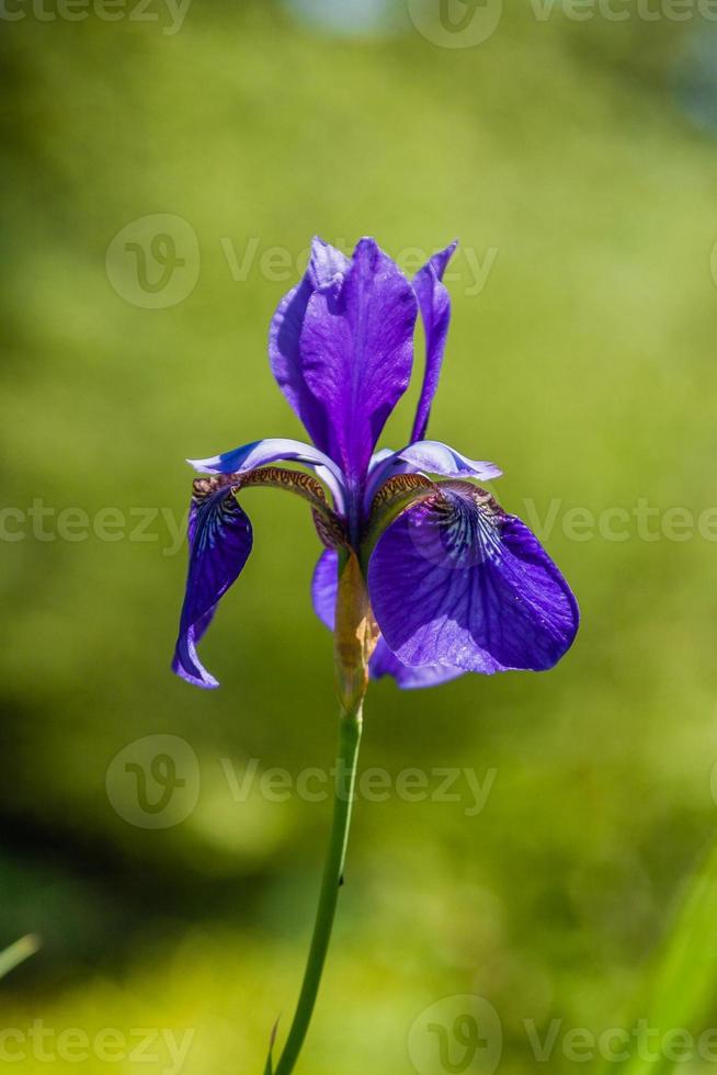 bellissimo viola iridi sotto il sole leggero foto