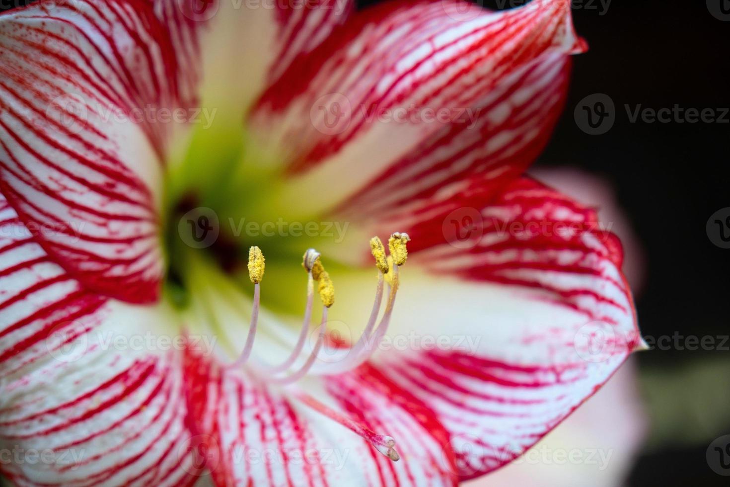 amarillide fiore con un' rosso e bianca banda. foto