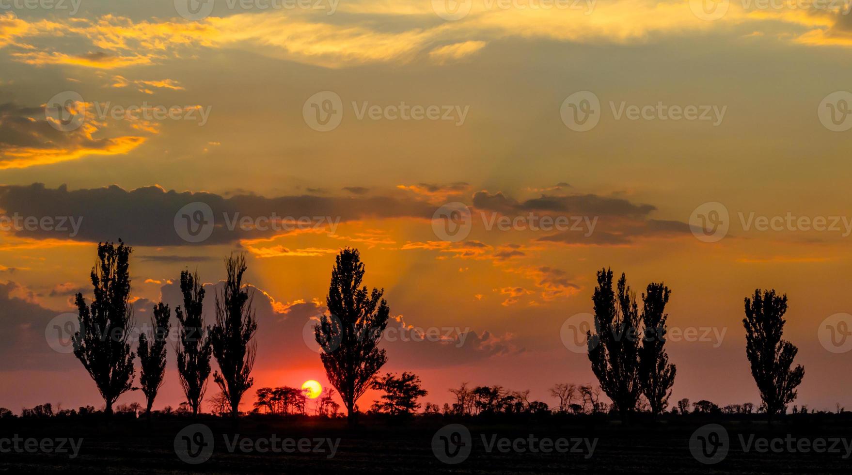 silhouette di alberi al tramonto foto