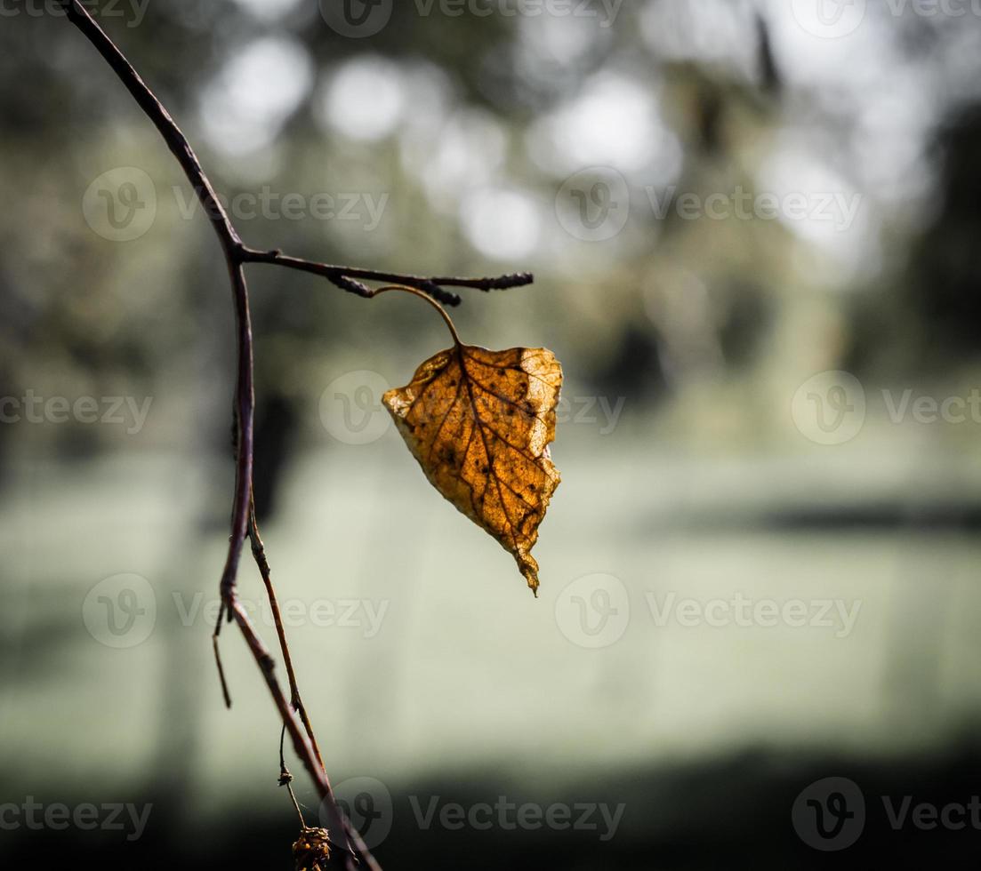 singola foglia secca su un ramo di un albero foto