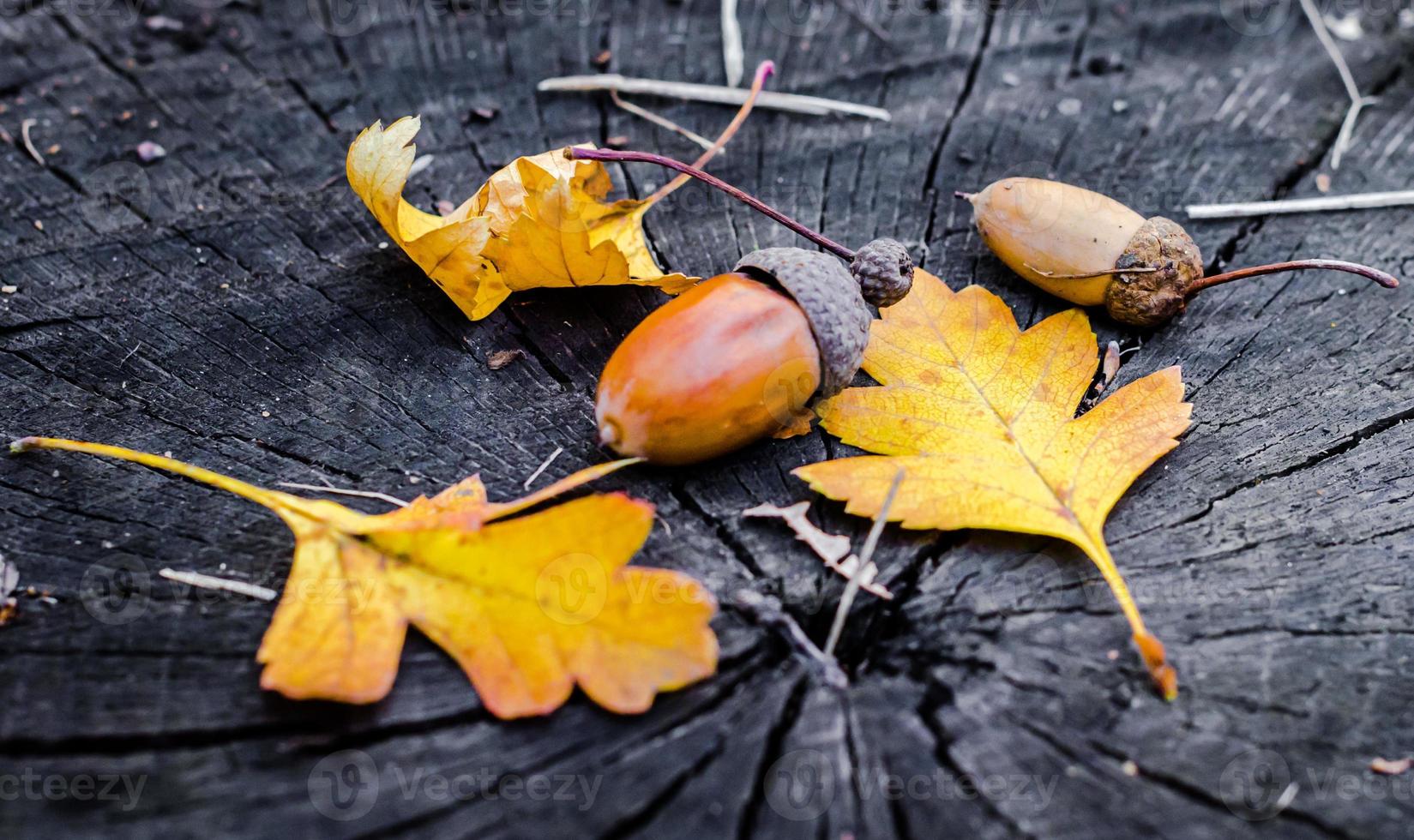 ghiande e foglie di quercia gialla su un ceppo di legno foto