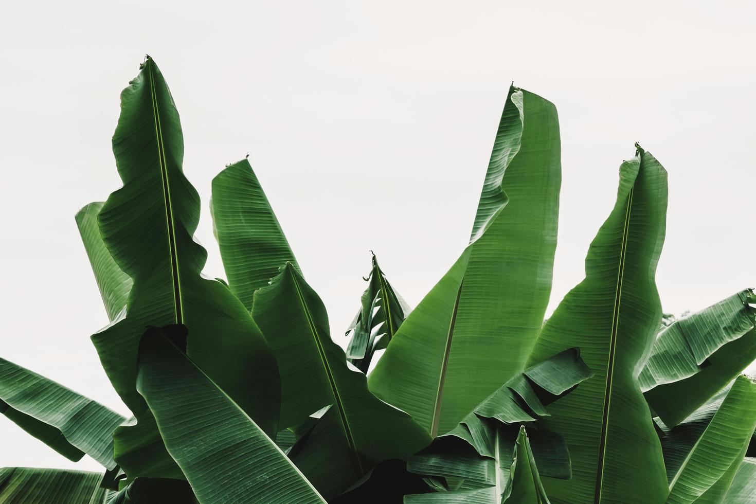 Banana foglia isolato su bianca sfondo foto