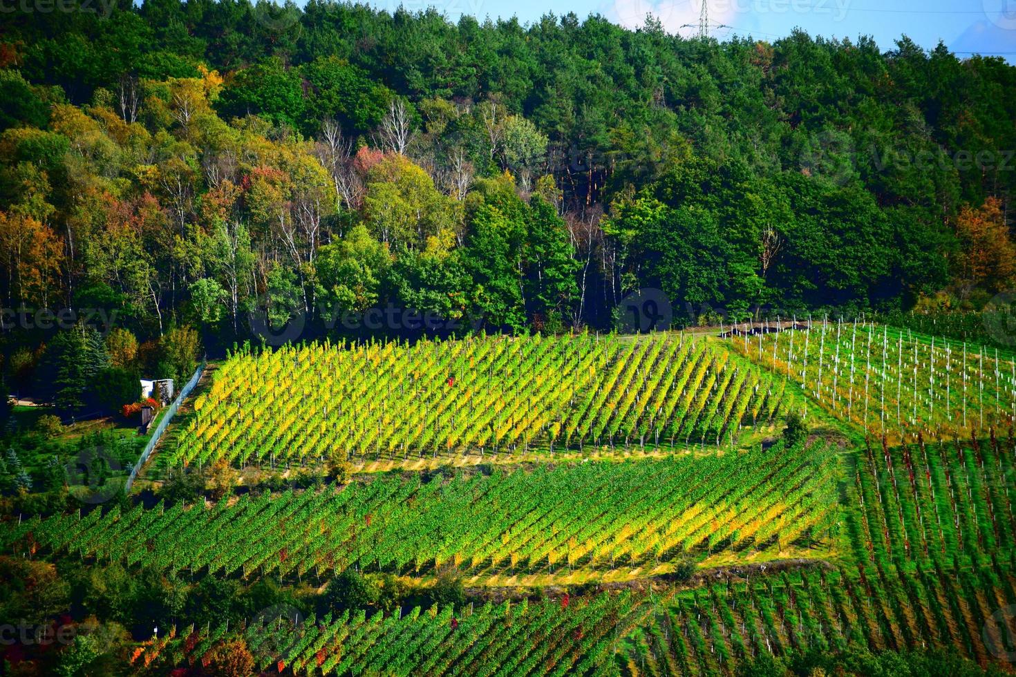 verde e giallo autunno vigneti foto