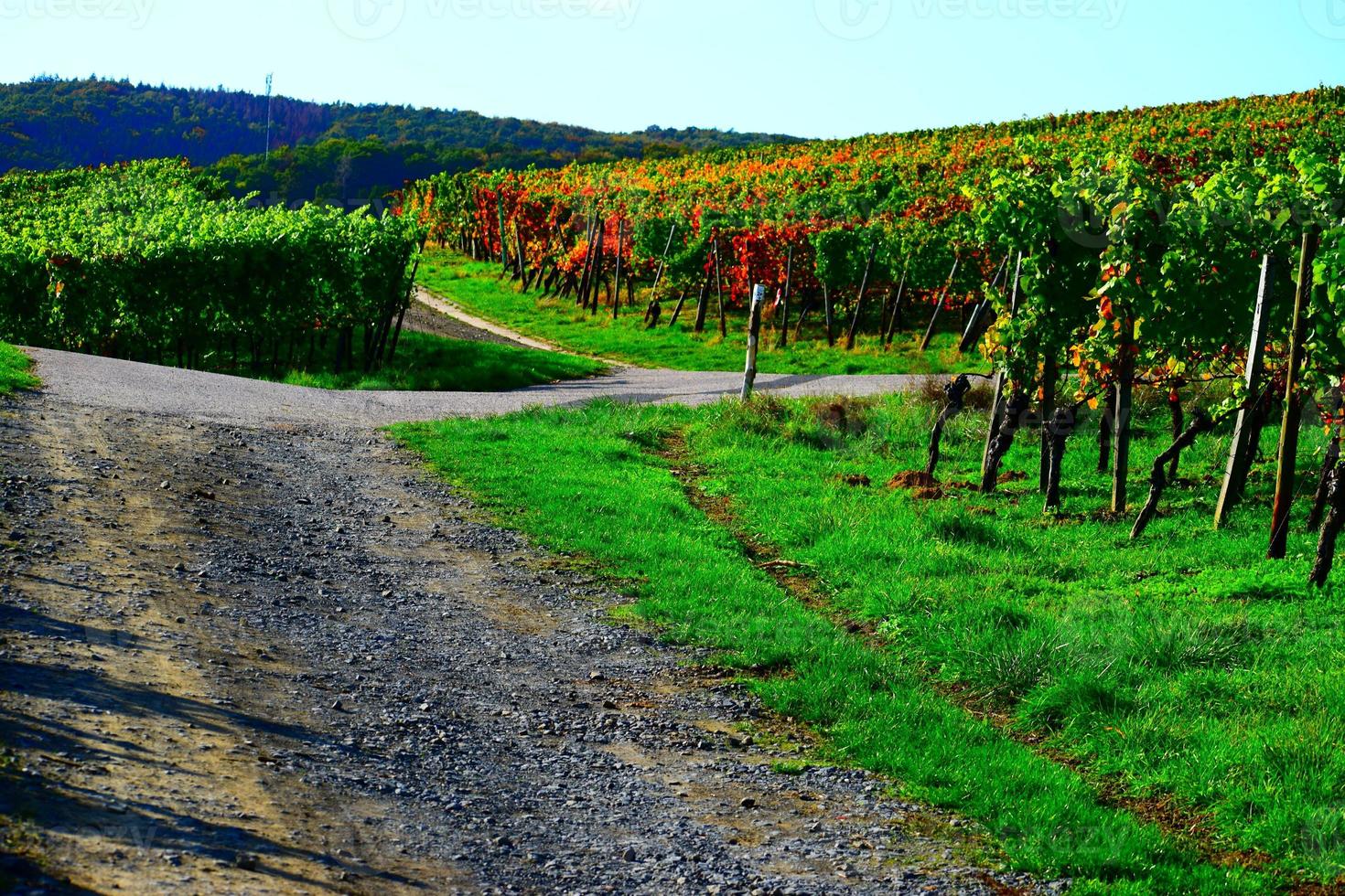 sporco strada nel autunno vigneti foto